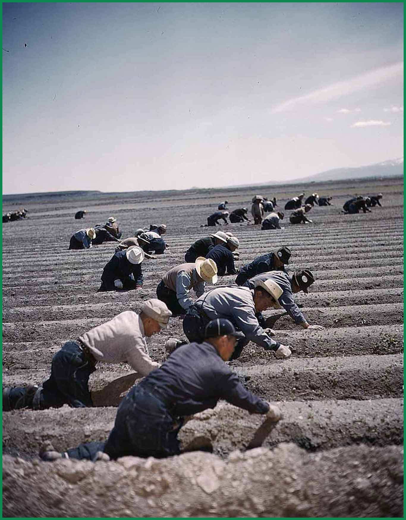 Tule Lake inmates laboring in nearby agricultural fields to raise crops to feed themselves.