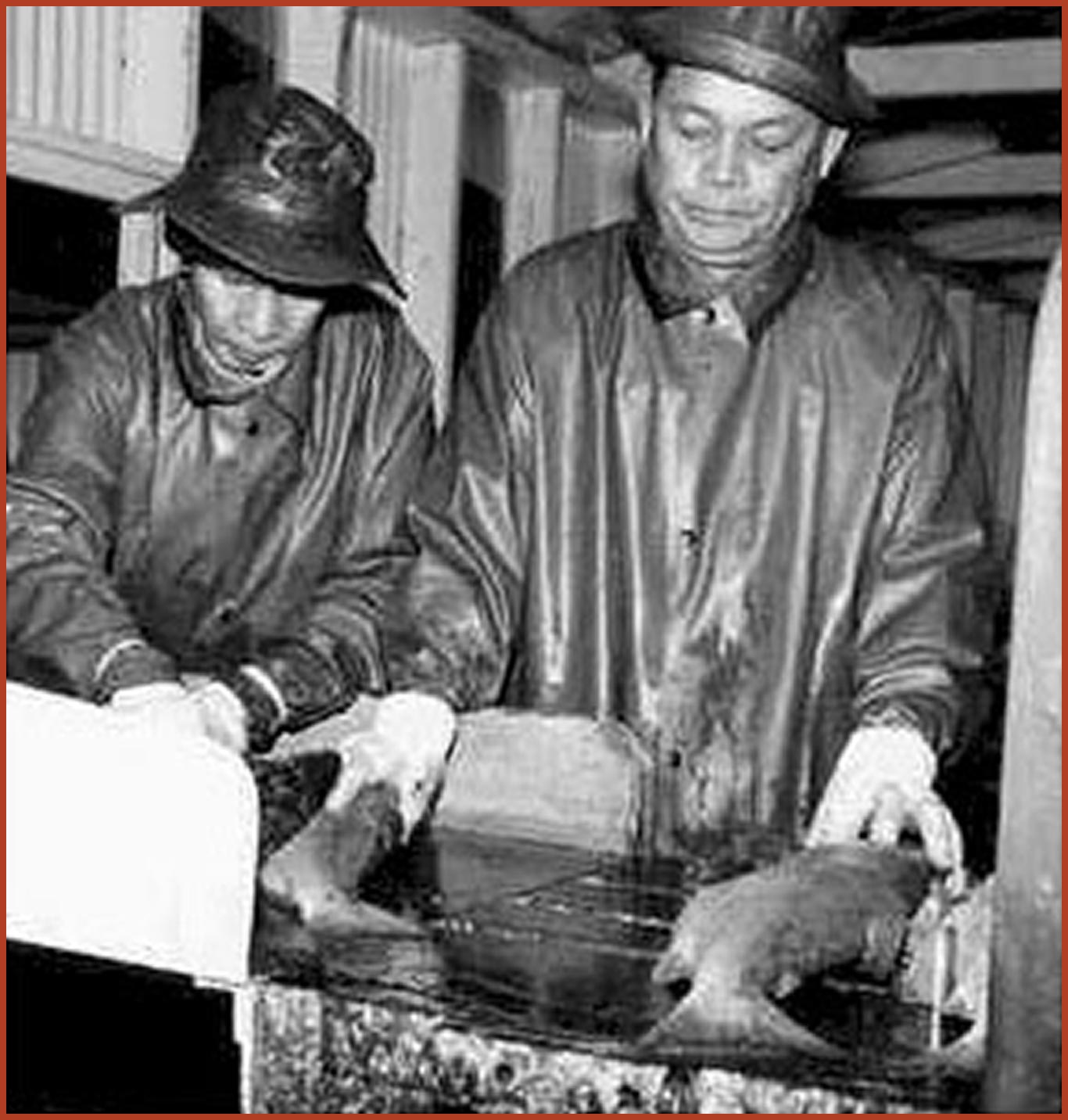 Two men dressed in coats, gloves, and hats processing salmon in a factory.