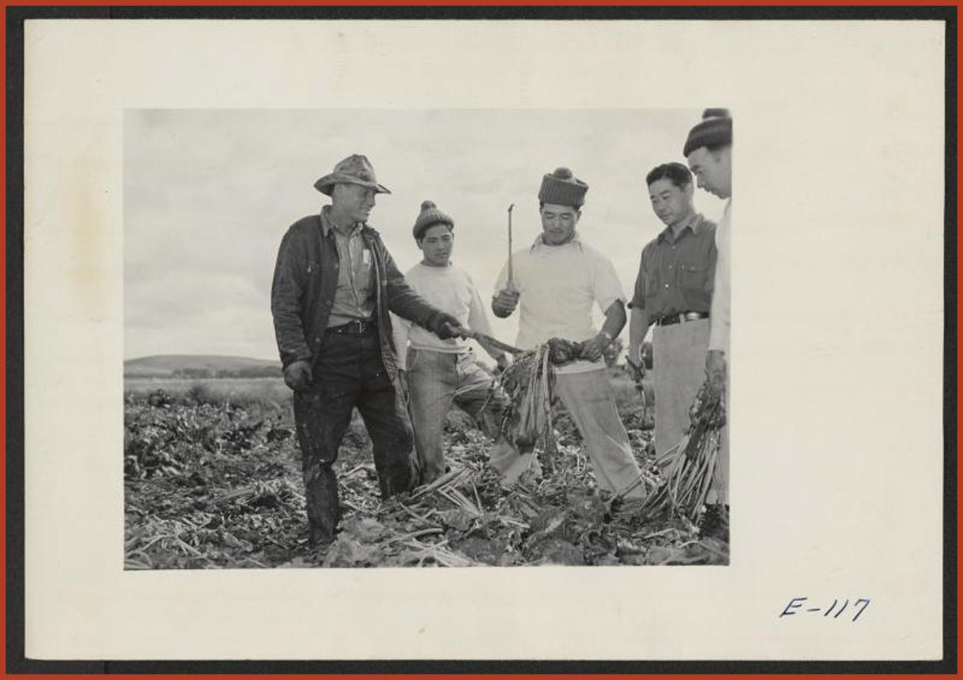 Beet farmer, Spencer, shows Los Angeles Nisei volunteers from the Wyoming Relocation Center how to harvest beets.