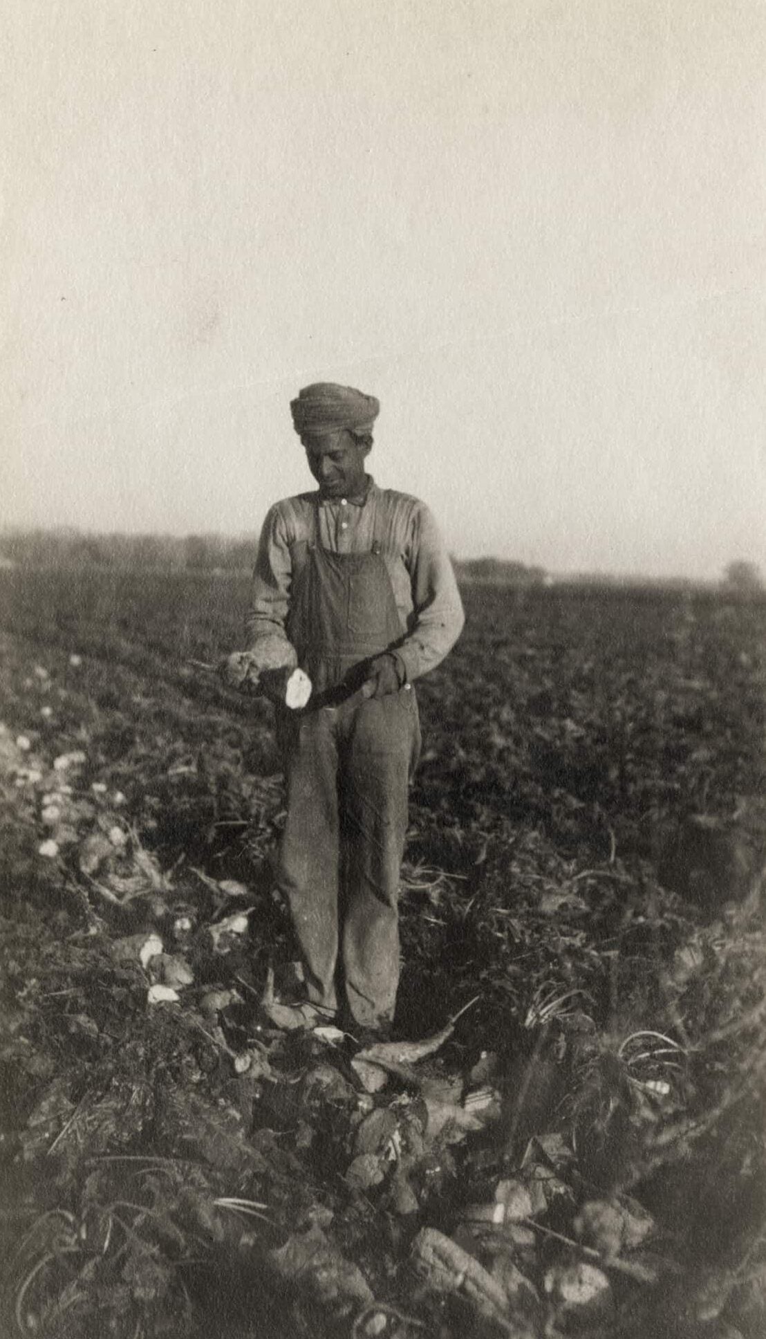 An Indian Immigrant farmworker wearing overalls stands on the field harvesting beets.