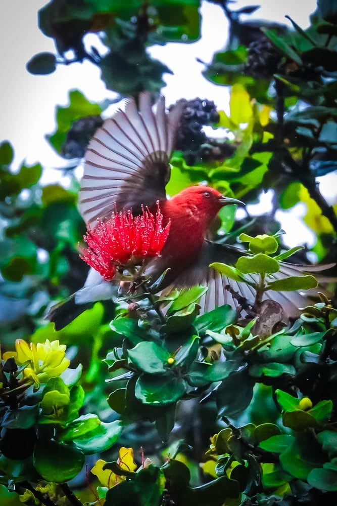 An ʻIʻiwi, or a scarlet honeycreeper bird, has its wings spread open as it perches next to a ʻŌhiʻa Lehua flower.