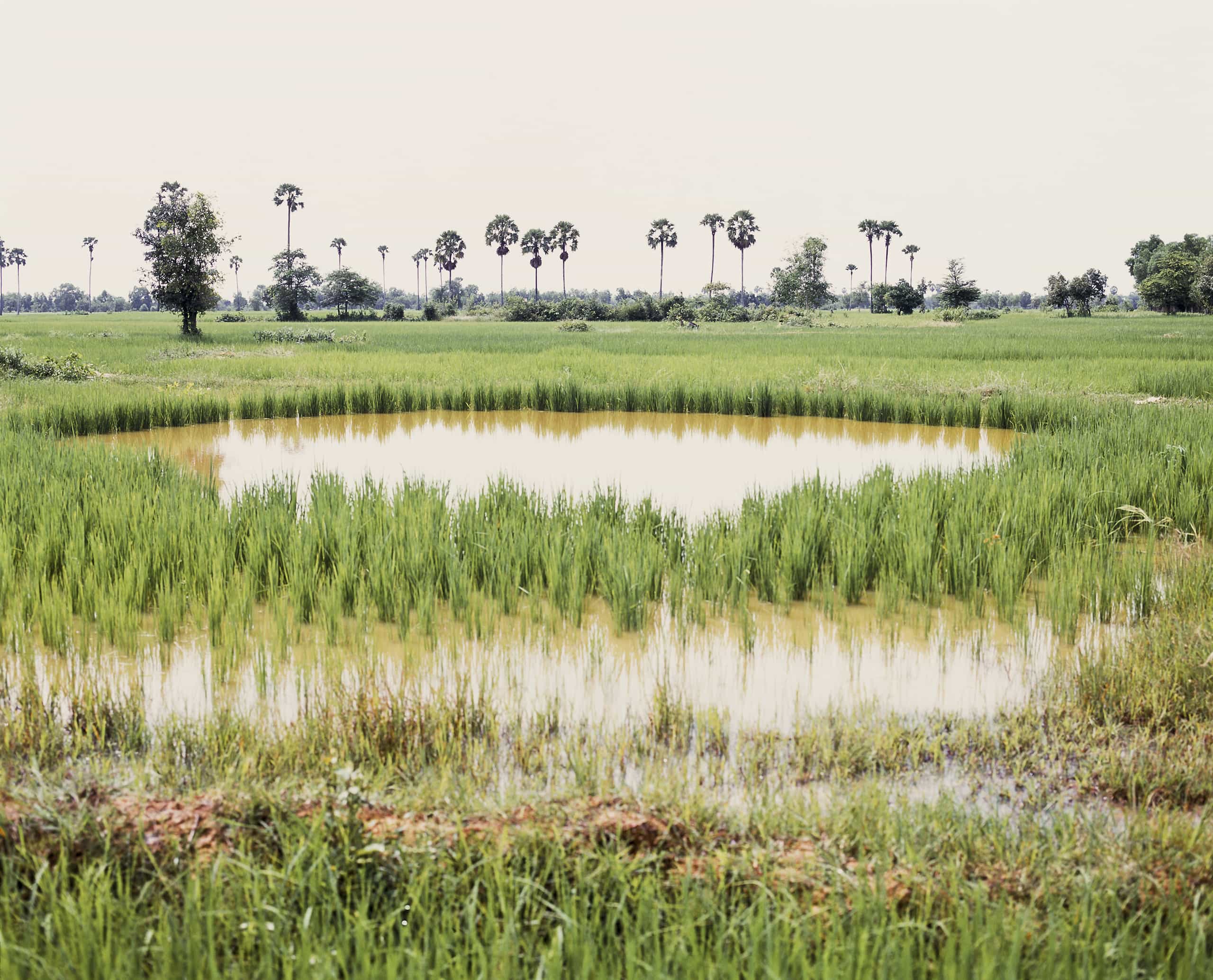 A circular pond created by a bomb reflects the surrounding aquatic plants and sky on its surface. Palm trees dot the horizon.
