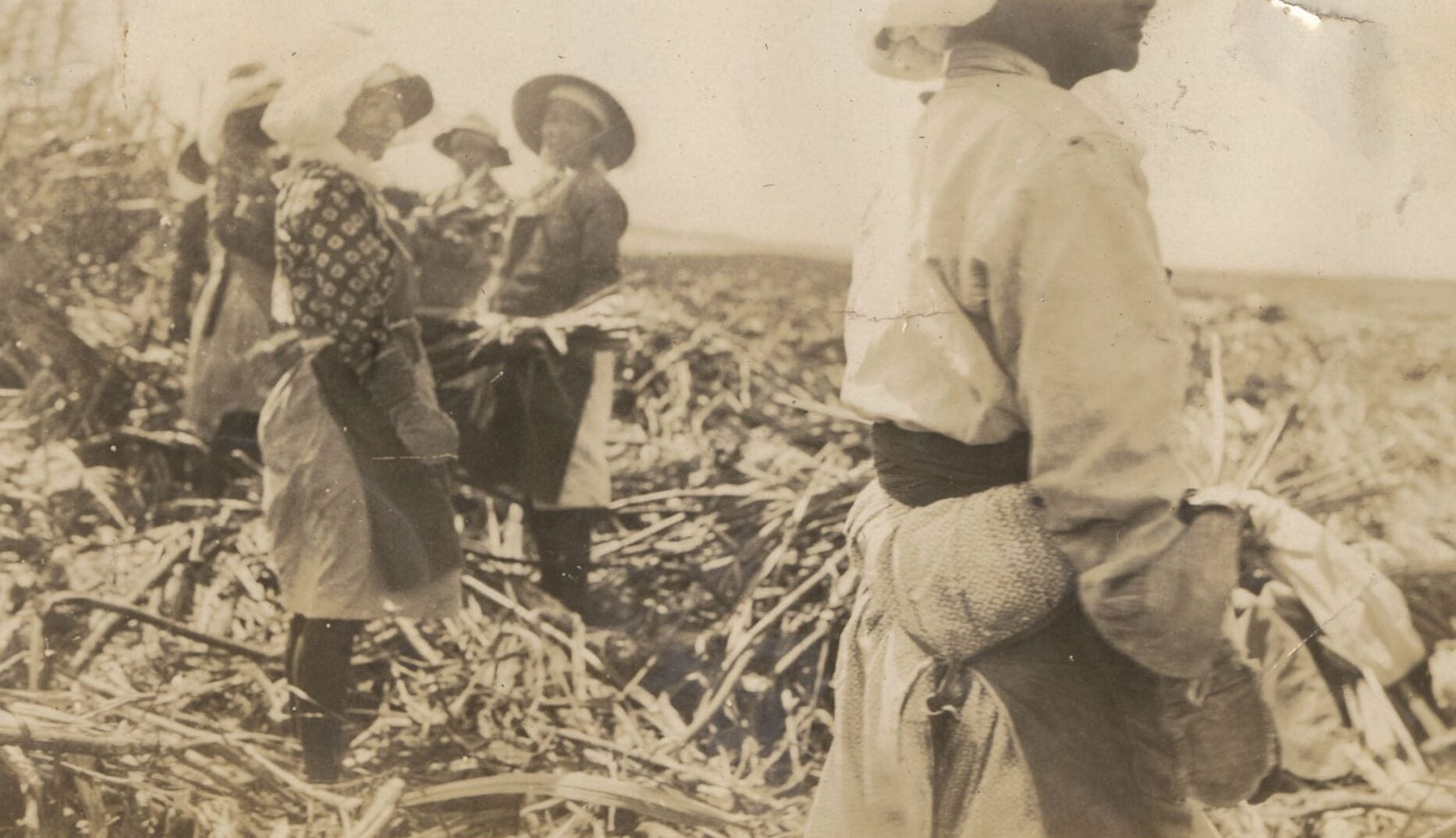 Japanese women laborers stand in a row on sugar cane plantation. They wear large hats and dresses with aprons tied at their waists.