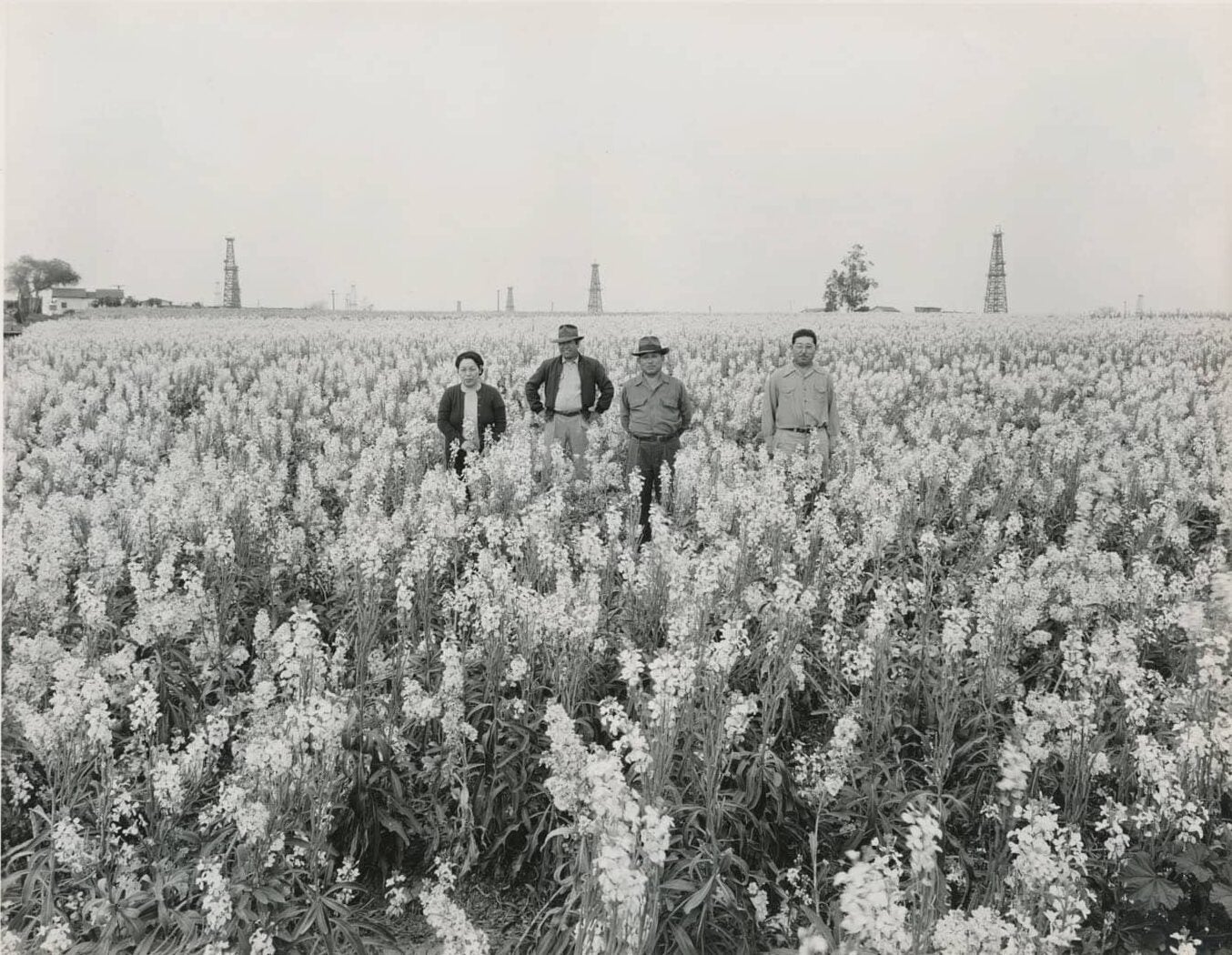 Four Japanese American people stand in the middle of a large flower field.