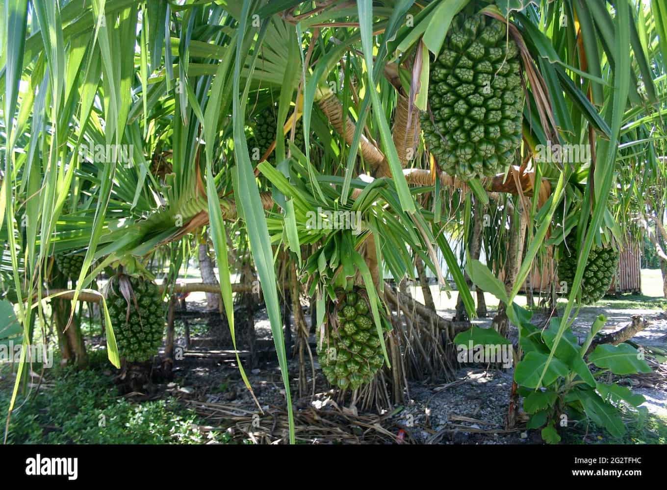 A tropical tree with several low-hanging branches and thin, long leaves bears several large, globular fruits.