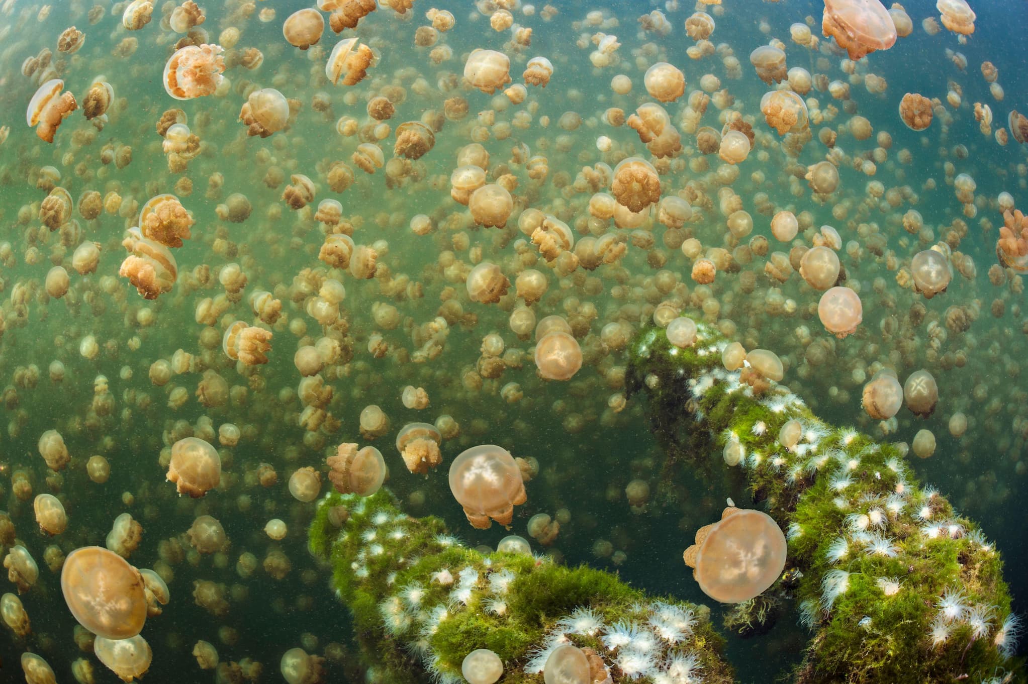 An underwater view of Jellyfish Lake, which is populated with migrating golden mastigias jellyfish as they move above a tree covered in algae.