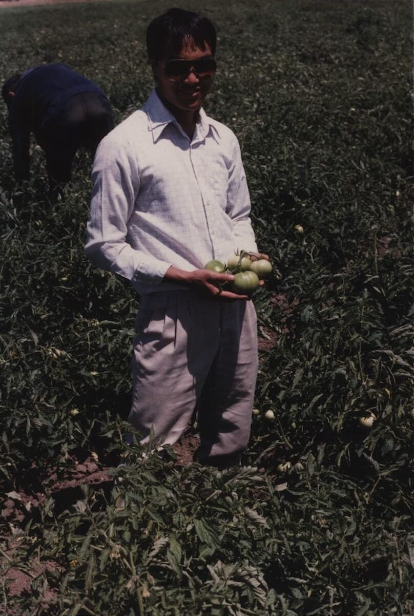 Lao farmer, dressed in a long-sleeved shirt and pants, stands in a tomato field while holding freshly picked tomatoes in his hands.