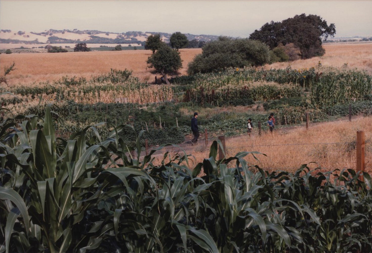 A Lao farmer walks between fields of crops with three Laotian children in front of him.