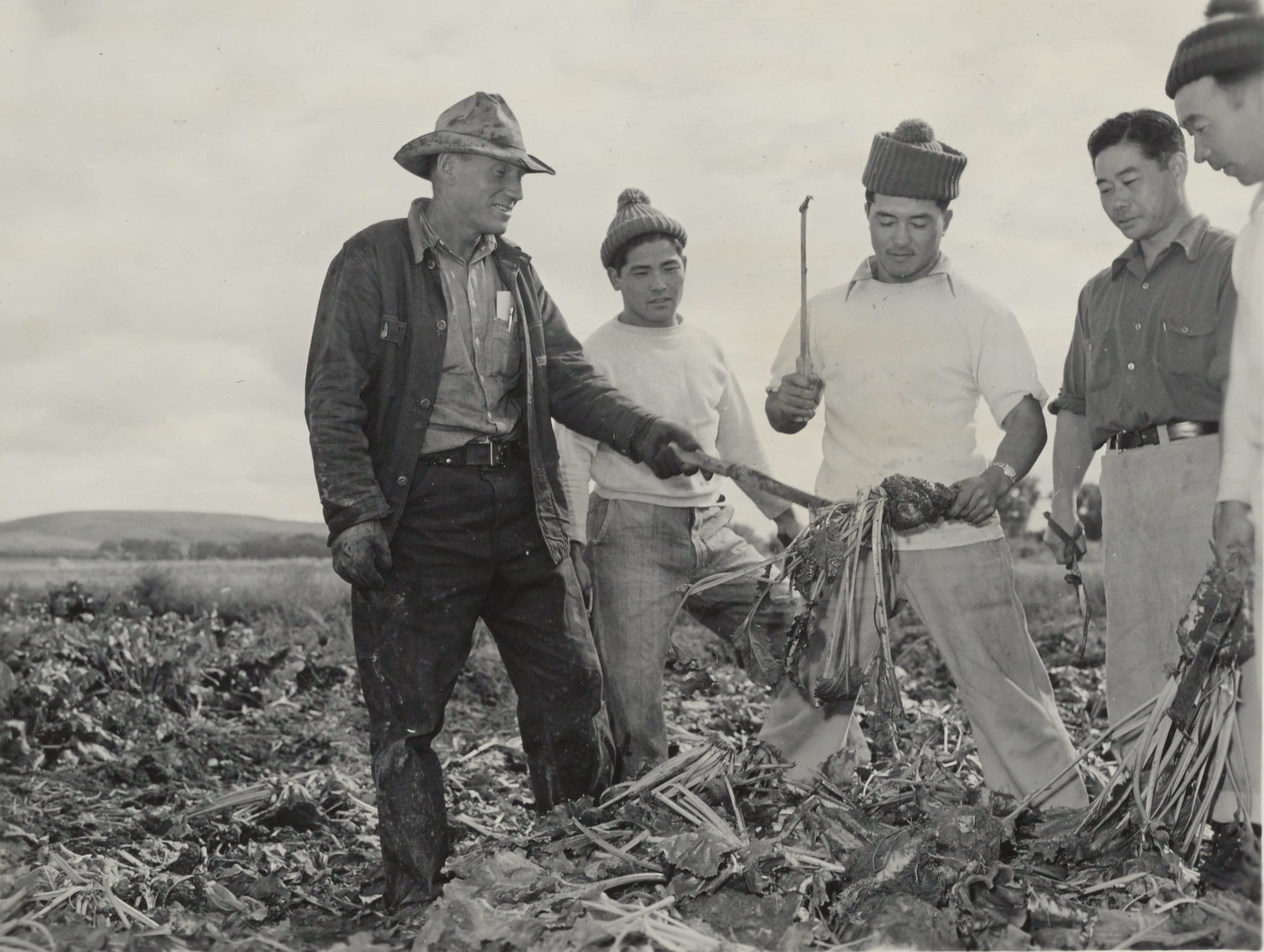 Four Nisei farmworkers from the Wyoming Relocation Center are shown how to harvest sugar beets by Caucasian beet farmer Spencer in Los Angeles.