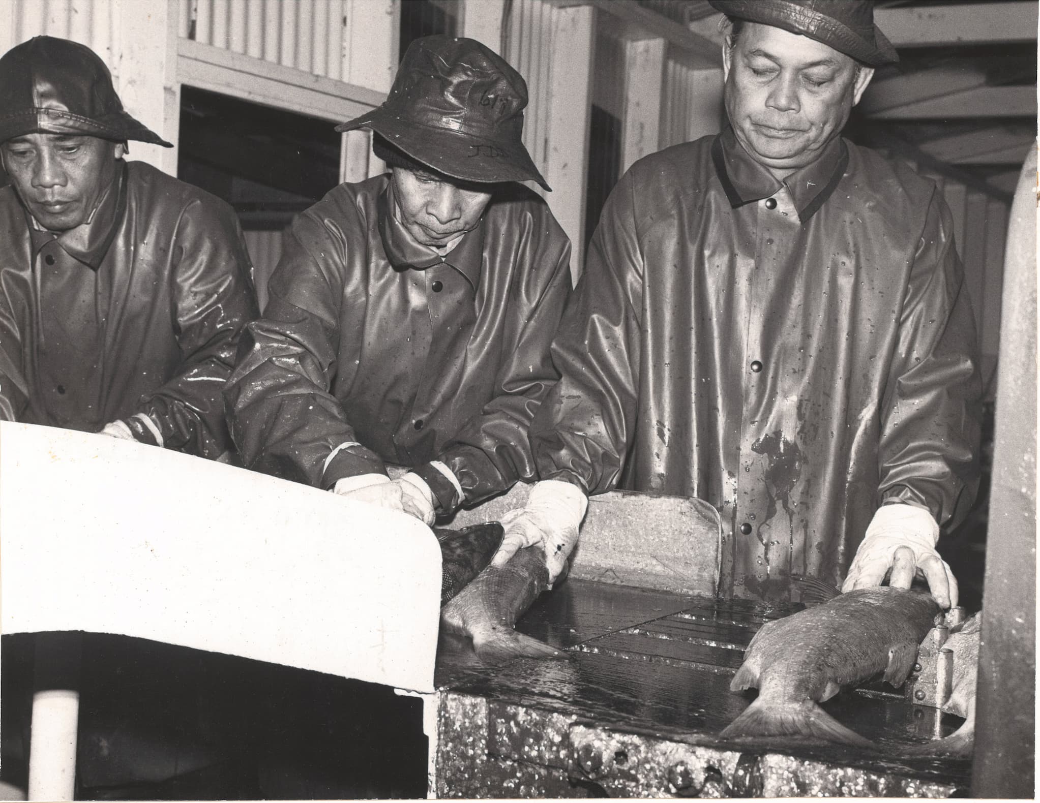 Two Filipino men processing salmon in a factory.
