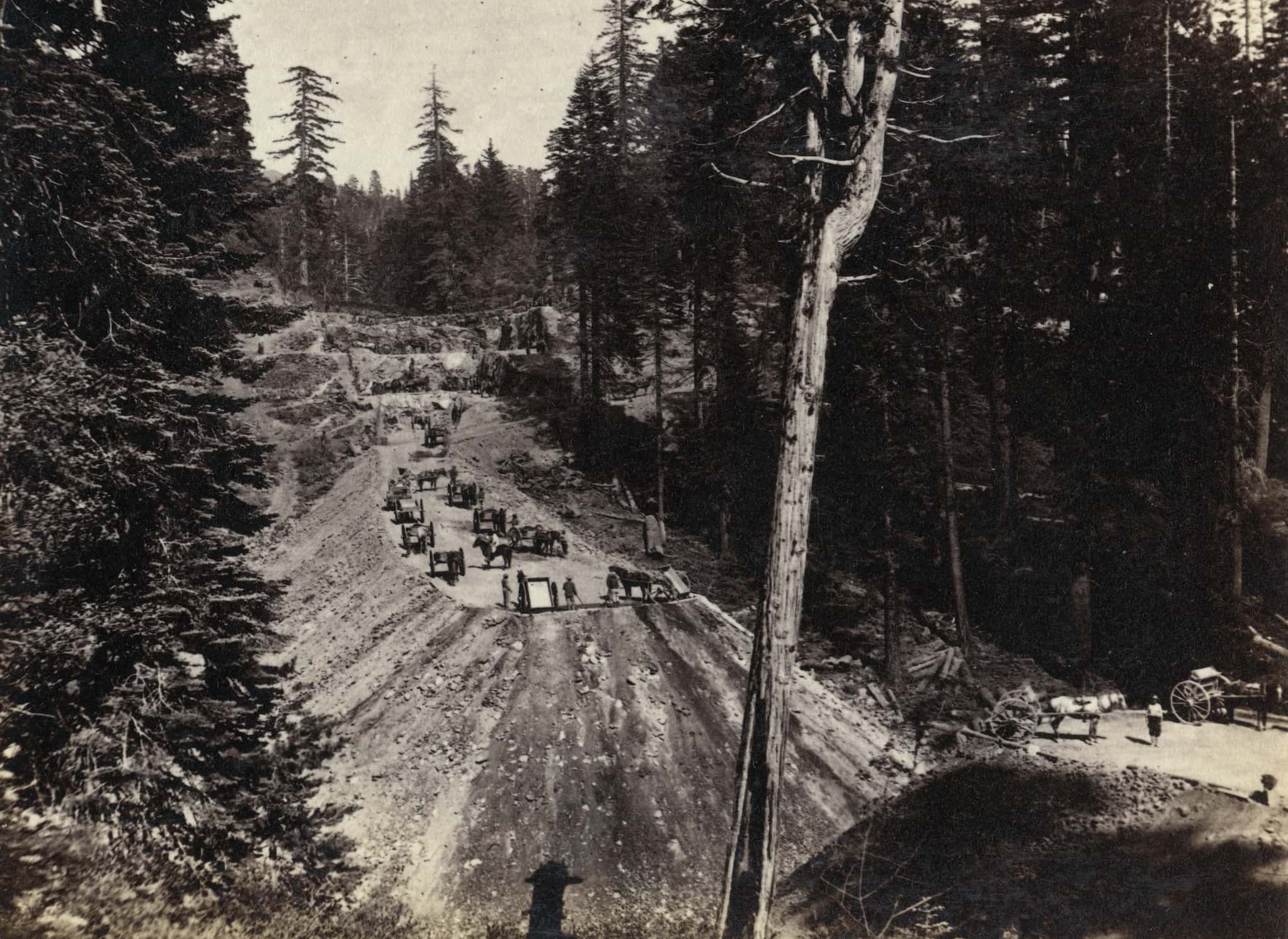 Chinese immigrant workers on a man-made road surrounded by trees take turns filling the road for the railway by using horse-drawn carts to carry dirt.