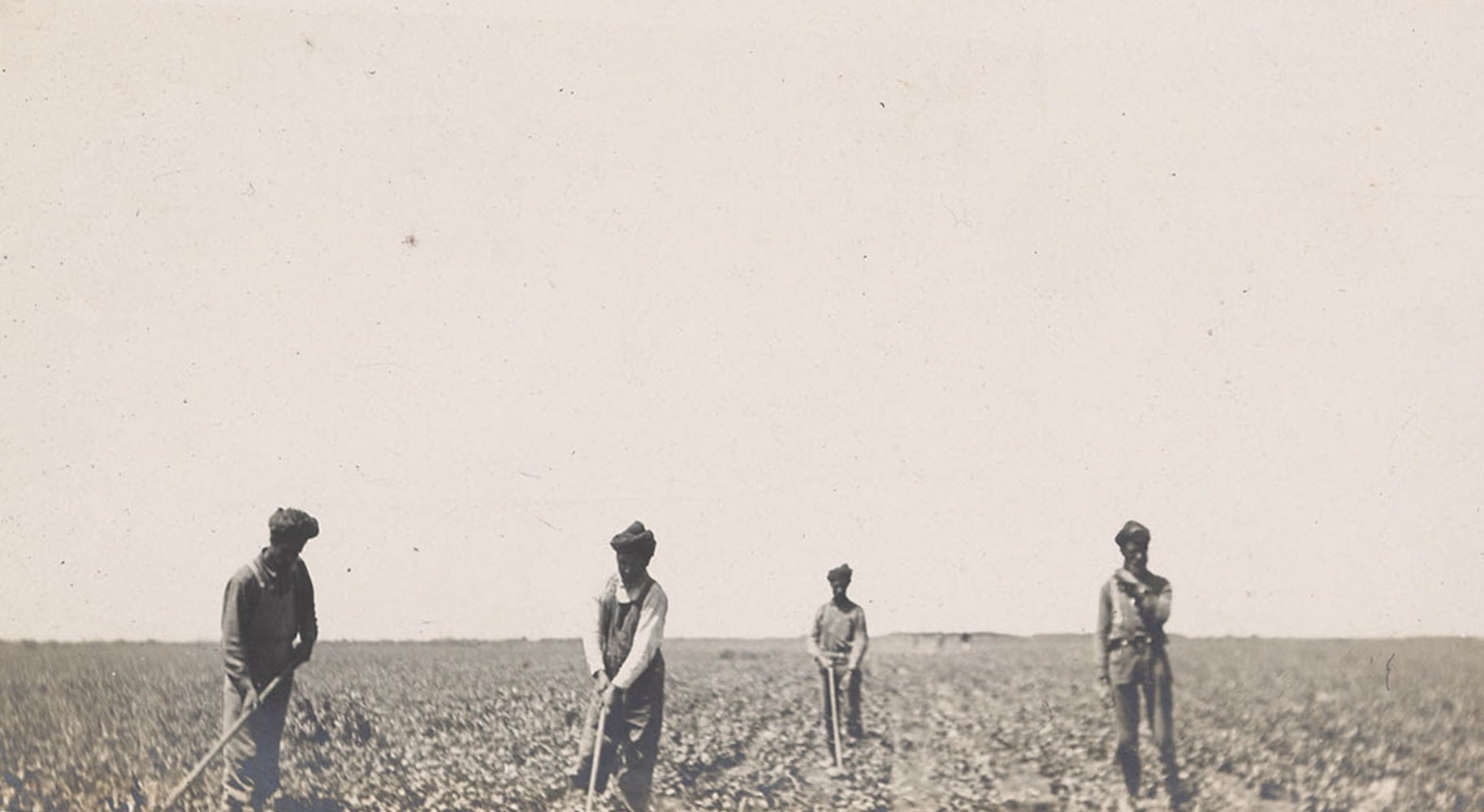 Four Punjabi men, dressed in turbans, long sleeve shirts and overalls, tend a large field of crops using long handled farm tools.