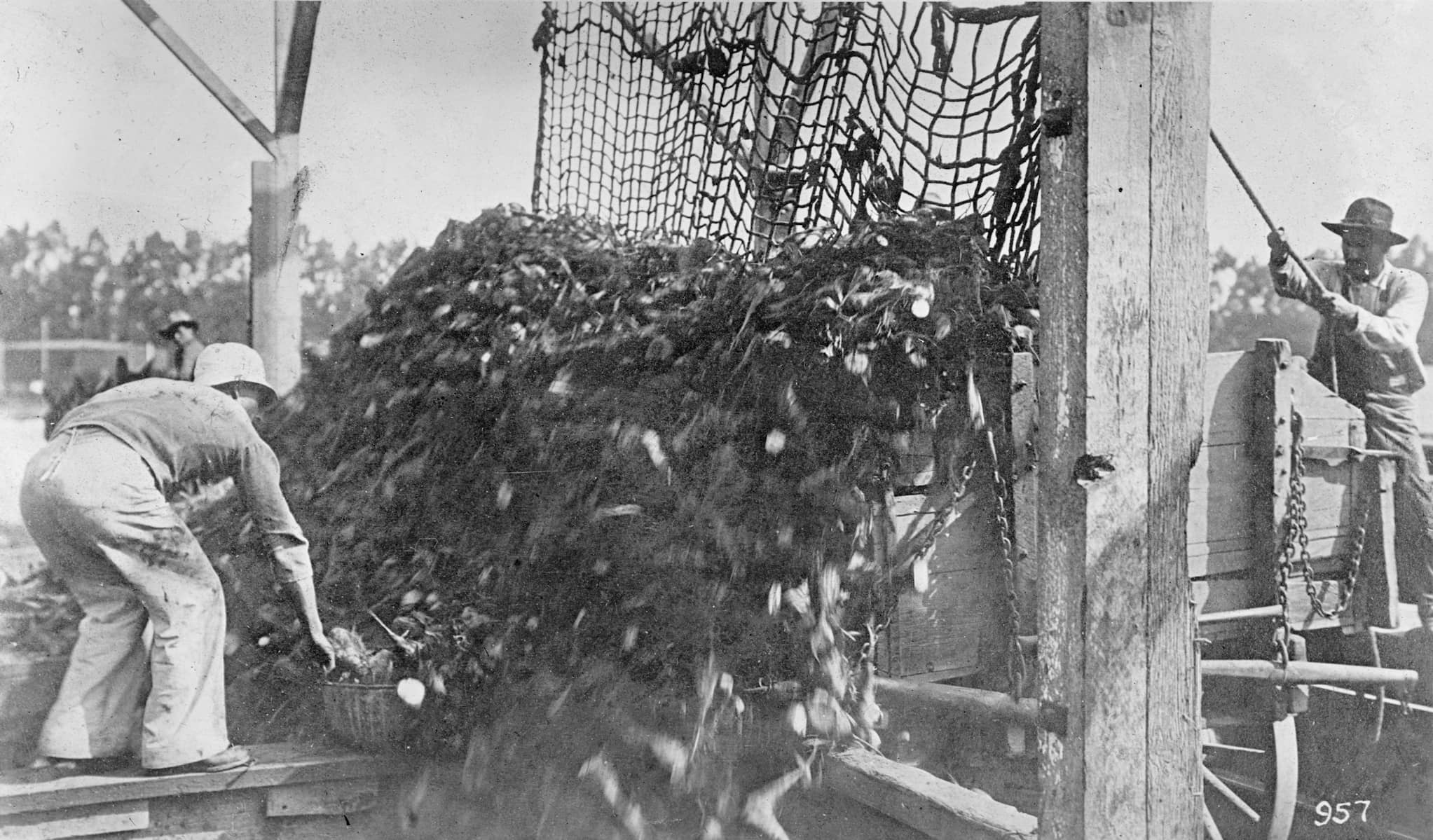 A farmworker worker unloads beet by pulling a rope to raise a net under them. Another farmworker bends down to pull a basket out.
