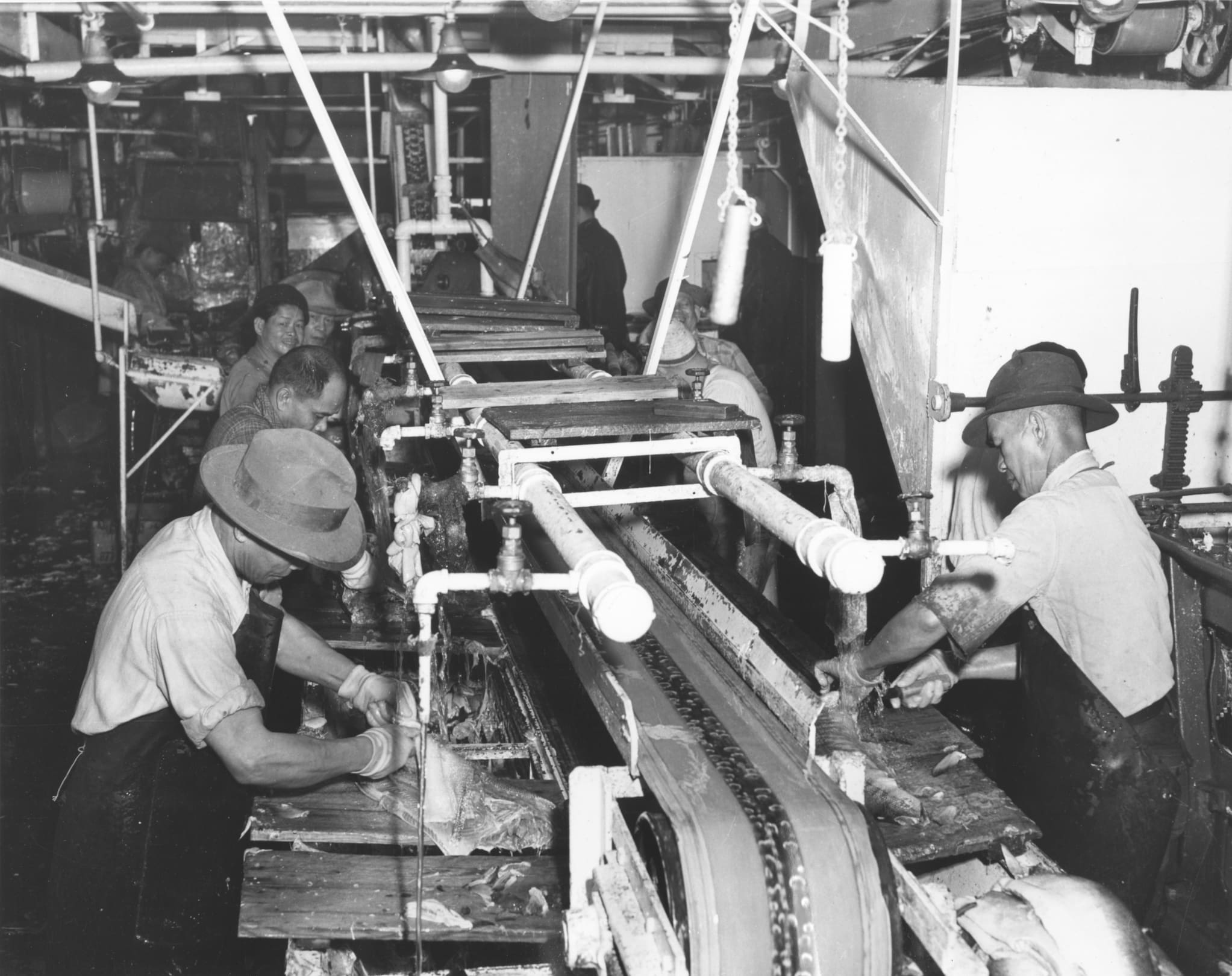 Chinese workers in aprons work on cleaning salmon while standing on either side of a salmon processing conveyor belt in a dimly lit room.