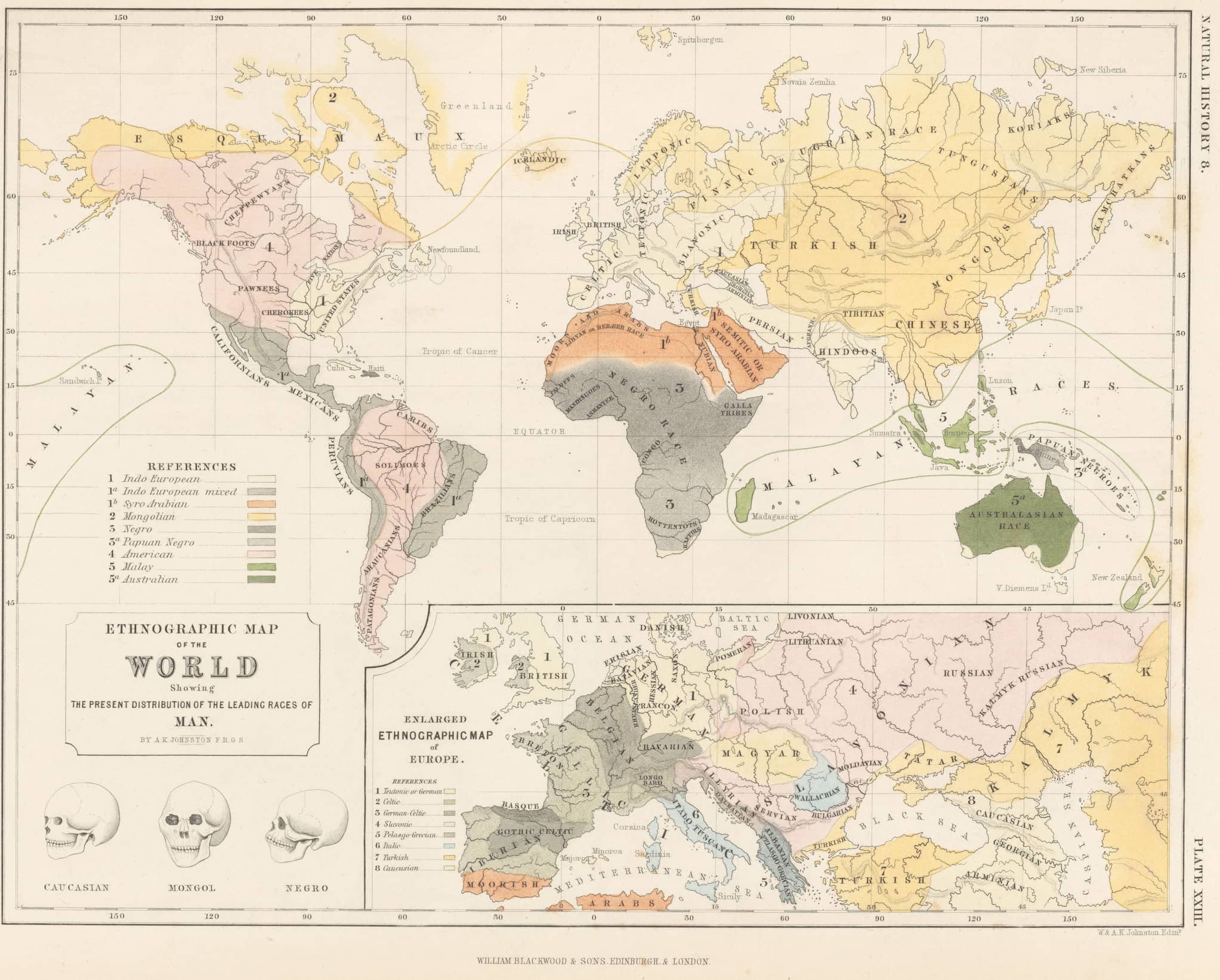 A race map groups people generally by continent. Skull shapes labeled Caucasian, Mongol and Negro are shown in the corner.