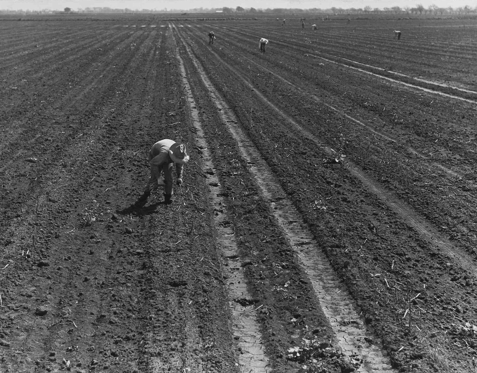 Wide angle of Sacramento day laborers bending over as they harvest crops in a vast asparagus field.