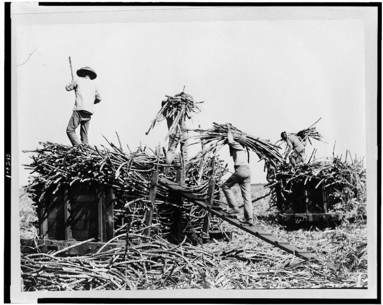 Men with bundles of cane on their shoulders walk up ramps to load substantially full carts.