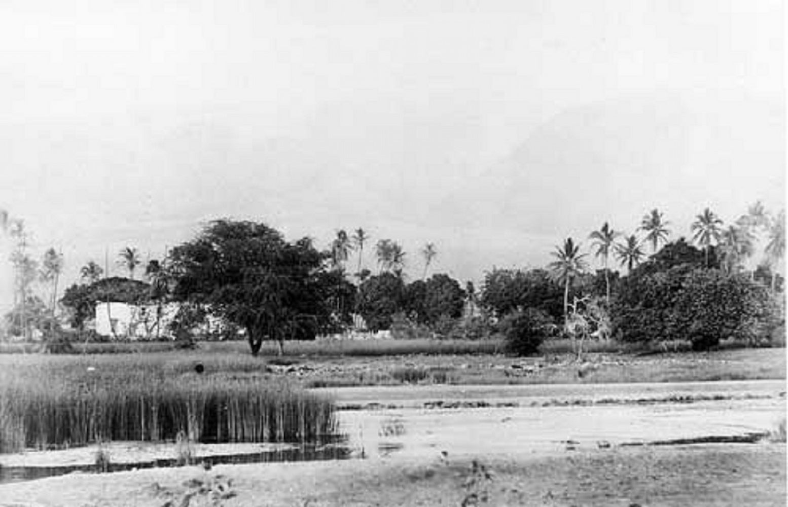 A reed-lined pond covered in vegetation dominates the space behind a home barely visible through the trees.
